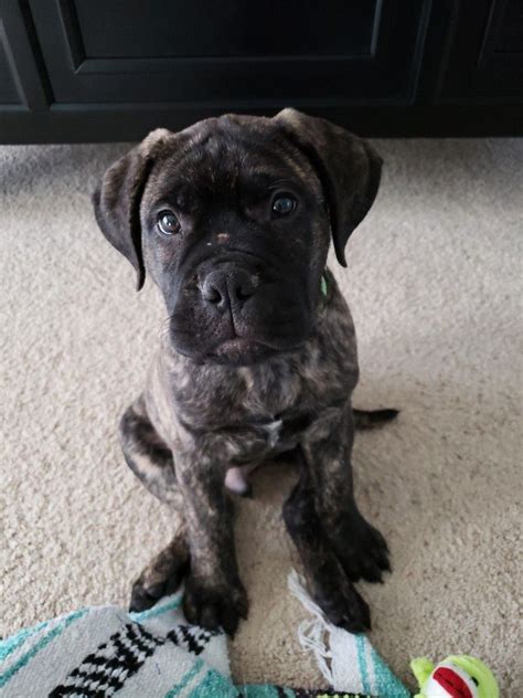 Why buy a bullmastiff puppy for sale if you can adopt and save a life? Brindle Bullmastiff puppy | Bull mastiff, Bull mastiff dogs
