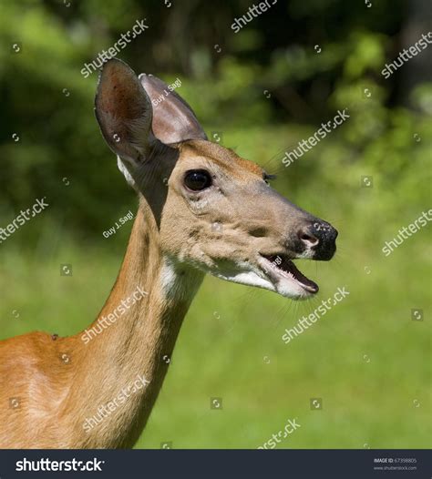 Whitetail Deer Doe That Looks Like Its Opening Its Mouth For A Doctor