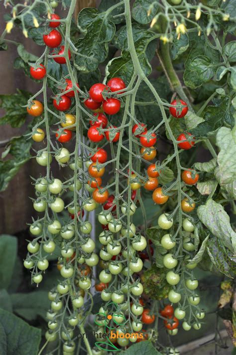4tomato Sweet Million Grow Veg And Fruit By Brighter Blooms