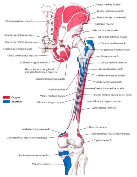 Bony Attachments Of Muscles Of The Hip And Thigh Posterior View