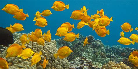 Division Of Aquatic Resources Hawai‘i Marine Life