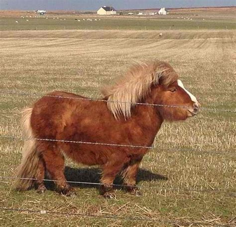Shetland Pony Breed Information History Videos Baby Pictures