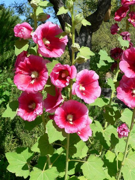 Alcea Rosea Hollyhock World Of Flowering Plants