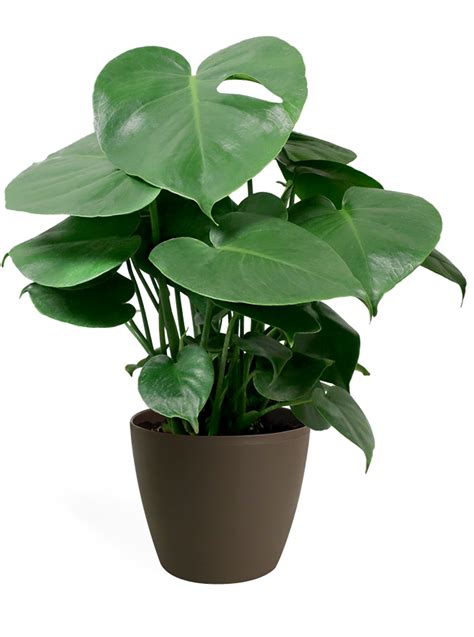 Download Monstera Deliciosa Small Swiss Cheese Plant Full Size Png