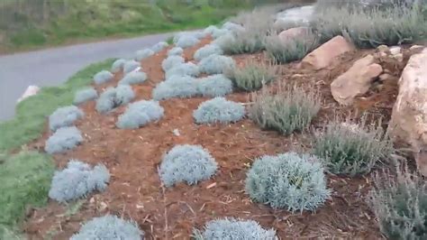 Low Maintenance And Drought Tolerant Youtube