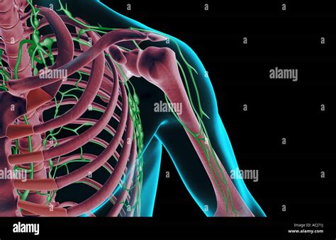 The Lymph Supply Of The Shoulder Stock Photo Alamy