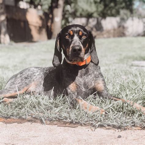 14 Things You Should Know About Coonhound Temperament The Dogman