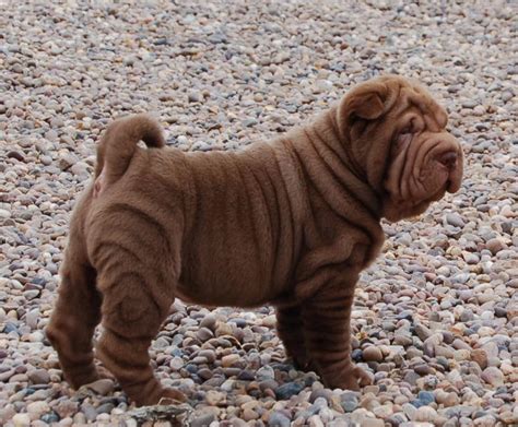 Razas De Perros Shar Pei