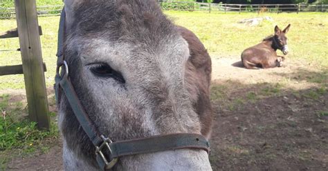 Abandoned Donkeys Rescued From A Bog In Co Roscommon By Ispca Inspector