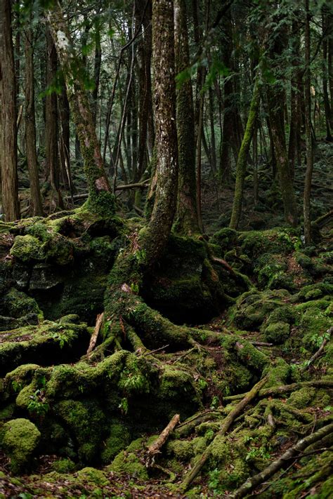 Hiking In A Forest Born Out Of Mount Fujis Lava The New York Times