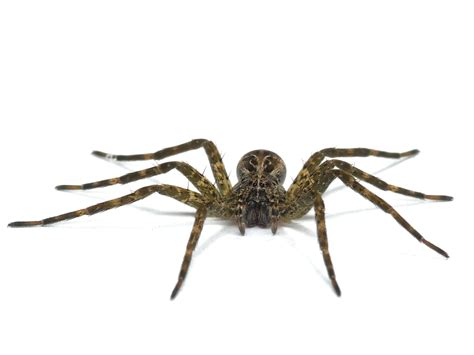 Minnesota Spiders Dark Fishing Spider Dolomedes Tenebrosus