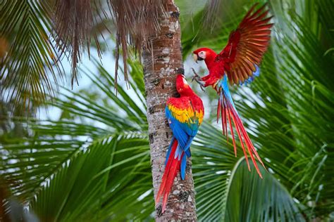 3 Amazing Places Where Parrots Live Petrestart Com