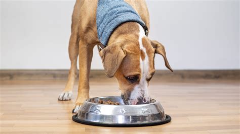 Choose Vet Recommended Pet Food For Dog Allergies Urinary Health