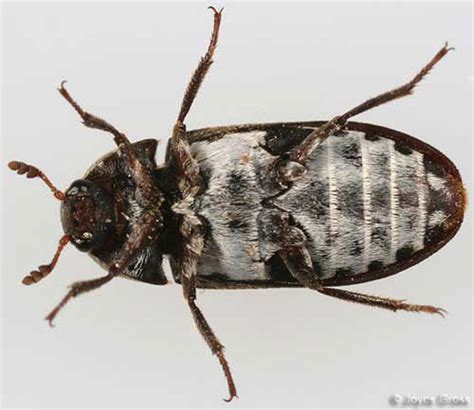 hide beetle dermestes maculatus degeer