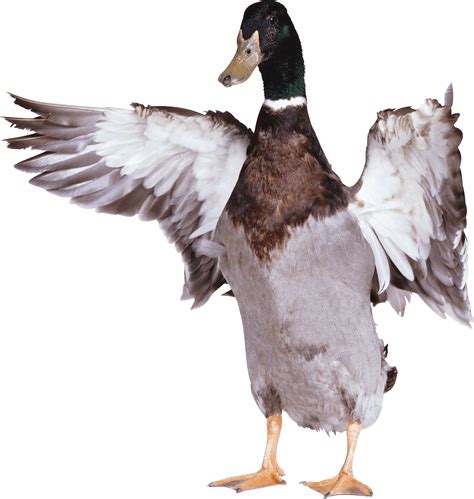 Duck Transparent Png White Black And Other Varieties Of Ducks Free