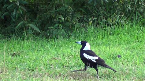 Two wheels, two nights, two dudes.you decide. Australian Bush Bird Song - YouTube