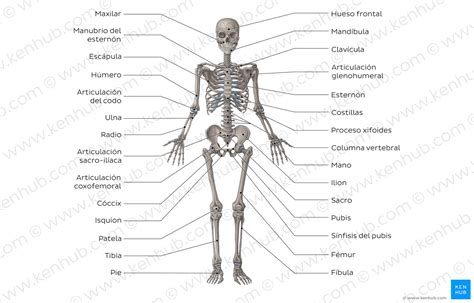 Los Huesos Del Cuerpo Humano Diagrama Etiquetado My Xxx Hot Girl