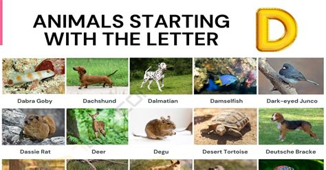 205 Animals That Start With D List Of Animals Starting With D • 7esl