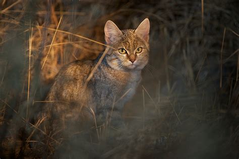 African Wildcat Sean Crane Photography