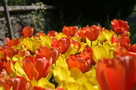 I narcisi sono dei fiori splendidi ed eccezionali dal colore giallo brillante o bianco abbagliante e sono incredibilmente facili da coltivare. Dal 6 Marzo al 30 Aprile un milione di tulipani colorerà il Parco Giardino Sigurtà a Valeggio ...