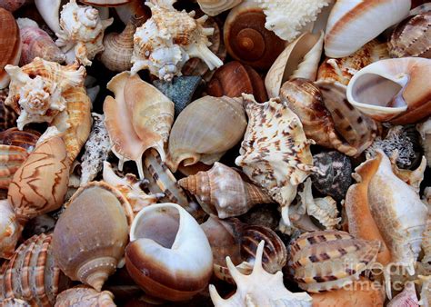 Beautiful Seashells Photograph By Carol Groenen Pixels