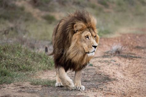 Majestuoso Macho León Africano Rey De La Selva Poderoso Animal Salvaje