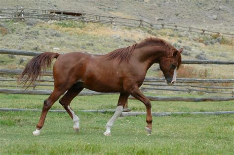 Arabian Stallions At Stud In Wyoming At Bitterroot Ranch Bitterroot Ranch