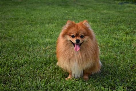 Pomeranian Dog Breeds Facts Advice And Pictures