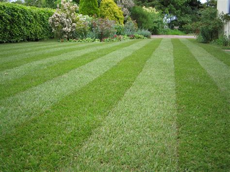 How To Care For Your Lawn Turf Gardening Blog Bury Hill Blog