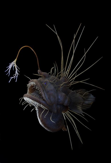 Angler Fish Photos Astral Projection