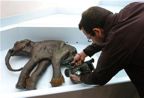 Baby Mammoth Photos Video Intact Carcass Provides Window Into Ice Age