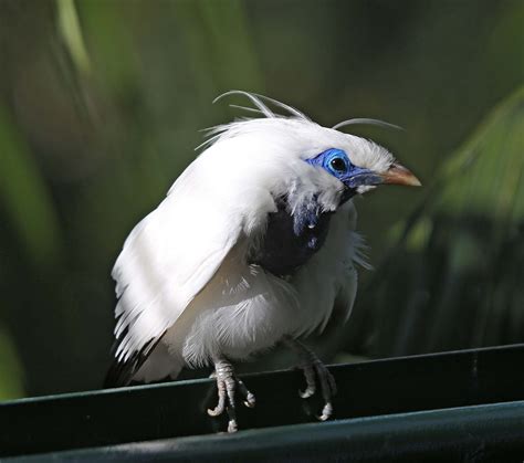 Facts About The Bali Myna Bird Features And Conservation Online Paati