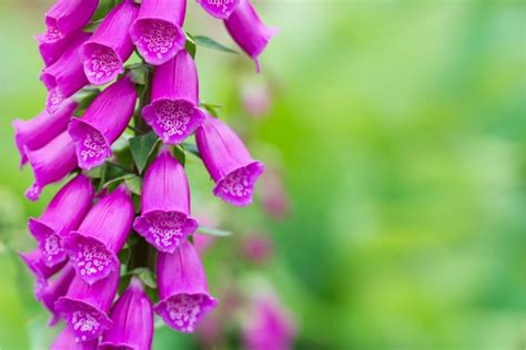 14 Bell Shaped Flowers For Your Garden Harpers Nurseries
