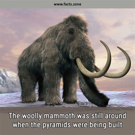 The Woolly Mammoth Was Still Around • Facts Zone