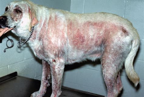 Scabies On Dogs Treatment