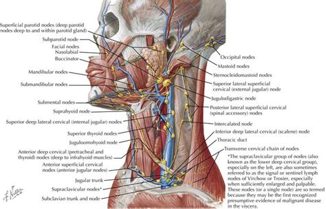 Infections Of The Head And Neck Obgyn Key