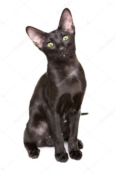 Black Oriental Shorthair Cat — Stock Photo © Mrbrightside