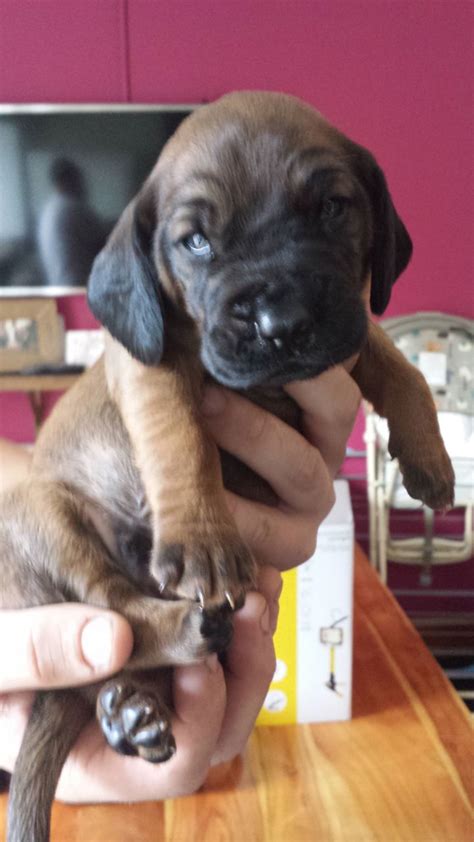 8 wks old, shots and tail docked. Bavarian Bloodhound Puppies for sale | Bristol, Bristol ...
