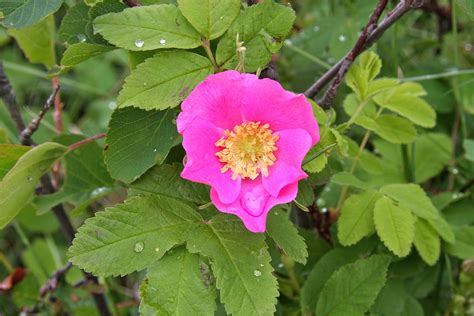 Alberta Wild Rose Wild Roses Alberta Flowers Plants Plant Royal