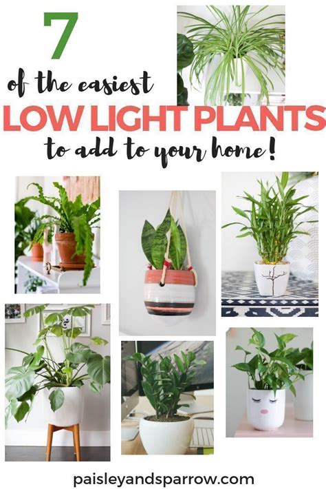7 Super Easy Plants That Dont Need A Lot Of Light To Thrive