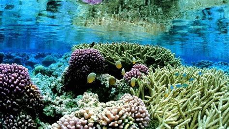 Coral Gardens Of Hikkaduwa Sandy Beach Trips