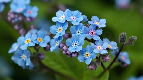 Some Flowers In The Shape Of A Forget Me Not Background Pictures Of