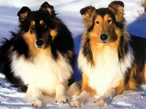 Two Lassie Collies Dogs Wallpaper