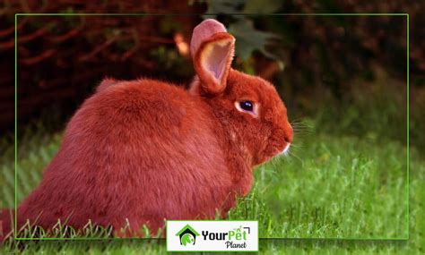 Red Rabbits Everything You Want To Know Your Pet Planet