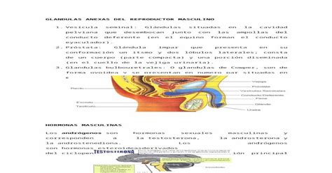 Glandulas Anexas Del Reproductor Masculino Docx Document