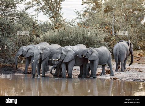 African Elephant On Waterhole Africa Safari Wildlife Stock Photo Alamy