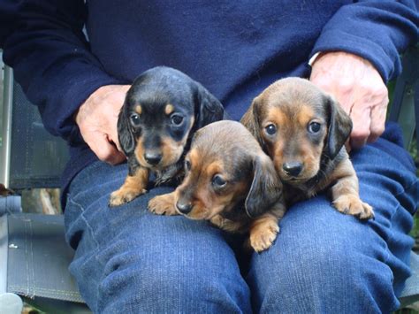 How a puppy behaves depends on the training, and how the puppy is raised. Miniature Smooth Dachshund Puppies For Sale | Dover, Kent ...