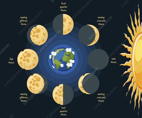 Moon Phases Illustration Stock Image F0271849 Science Photo Library