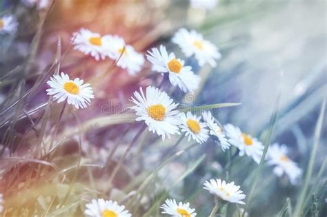 Beauty In Nature Beautiful Nature Daisy Flower In Meadow Stock Photo