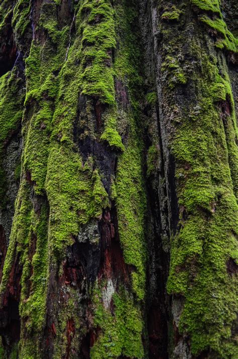 Mossy Stump Camosun Bog Vancouver British Columbia Cana Flickr